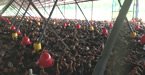 UniGrowFarming Enzyme Chicken