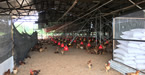 UniGrowFarming Enzyme Chicken