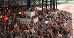 UniGrowFarming Enzyme Chicken