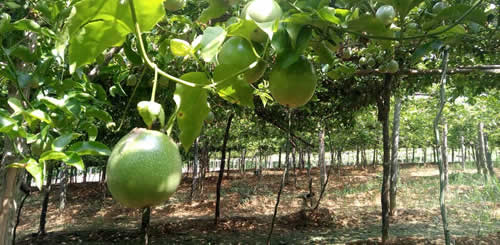 Free range farm fresh product