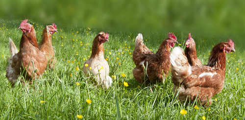 We provide only natural quality